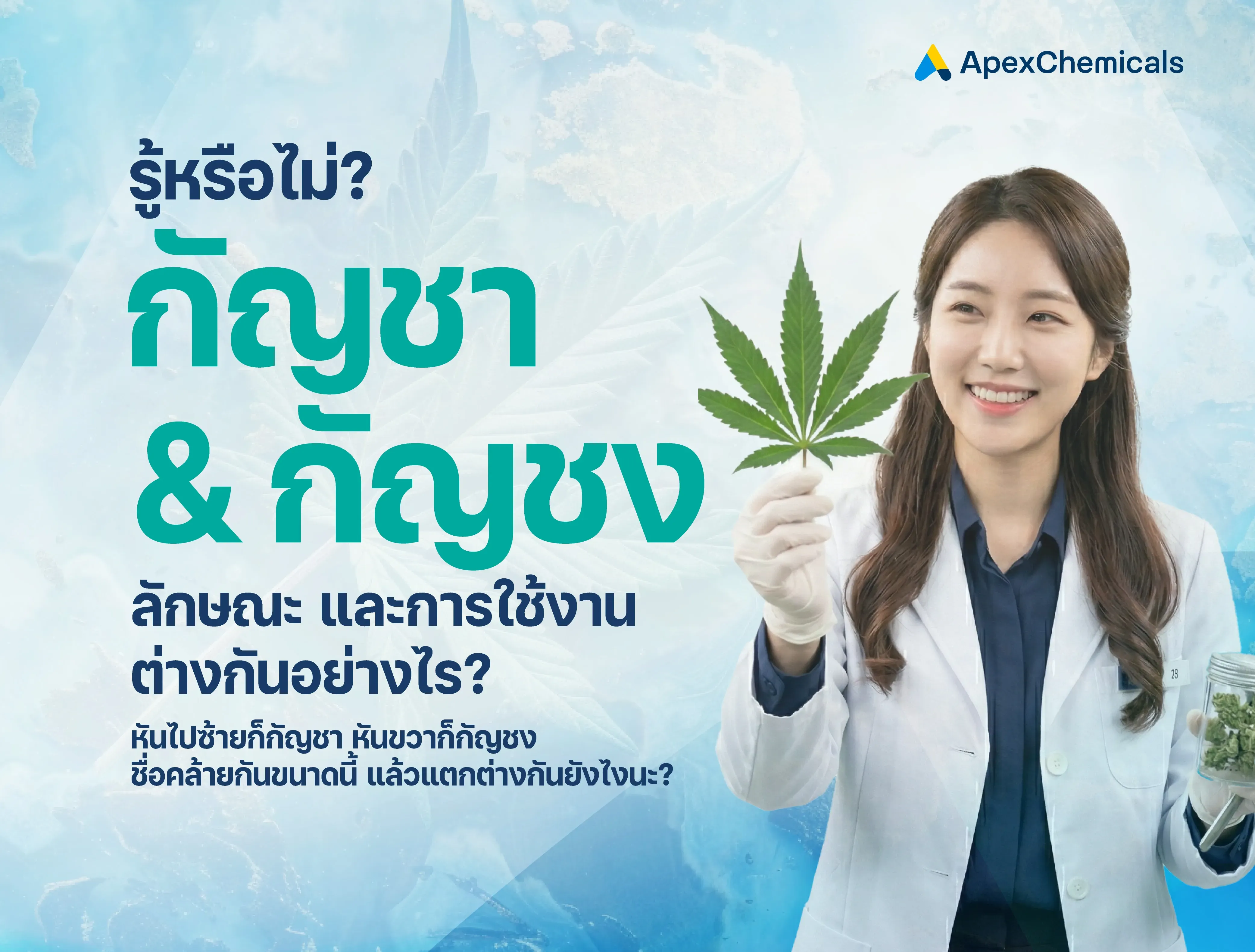 กัญชงและกัญชา ต่างกันอย่างไร? มาดูกัน!