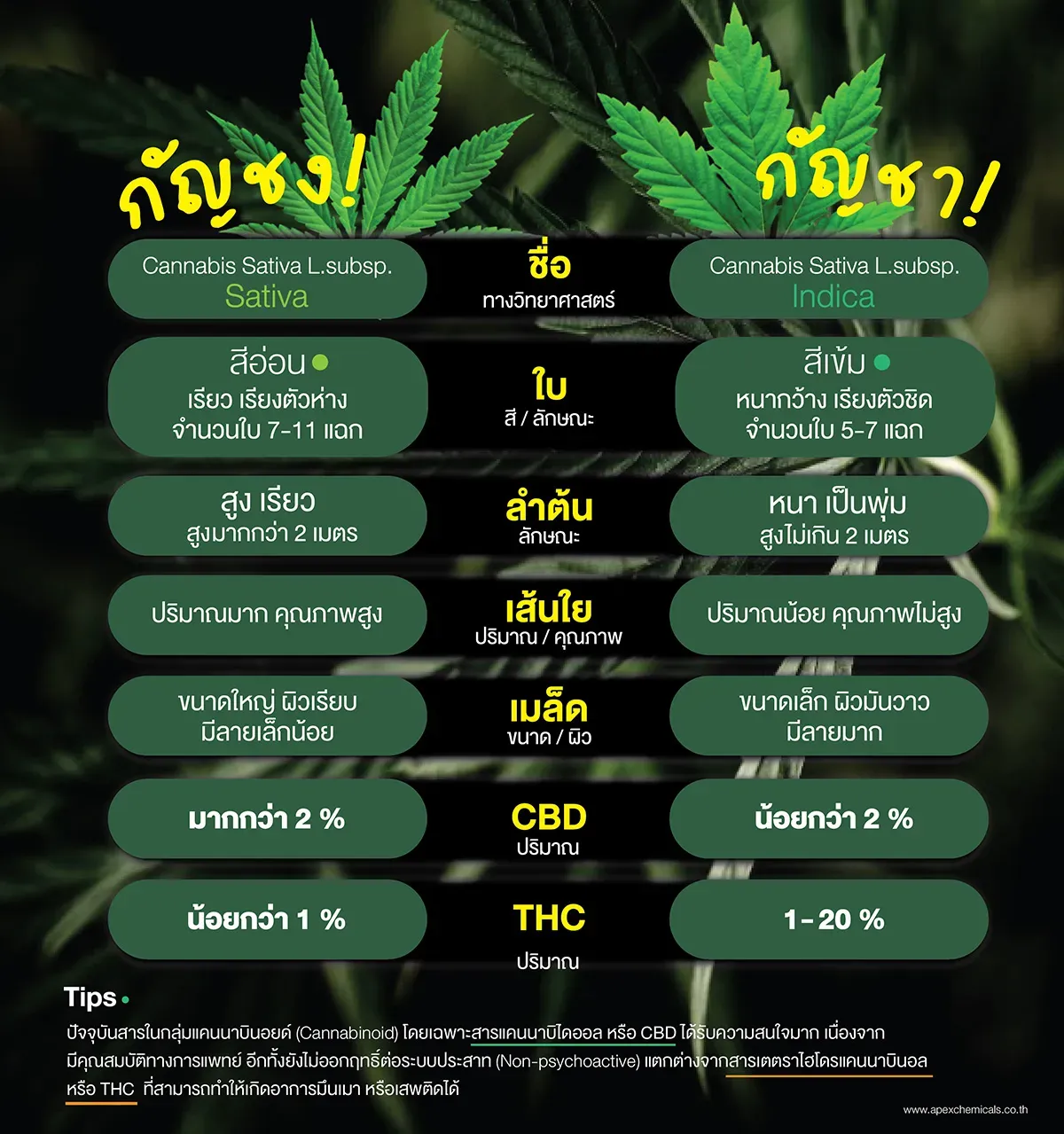 ตารางเปรียบเทียบความแตกต่างระหว่างกัญชงและกัญชา ในด้านลักษณะใบ ลำต้น เมล็ด รวมถึงปริมาณสาร CBD และ THC